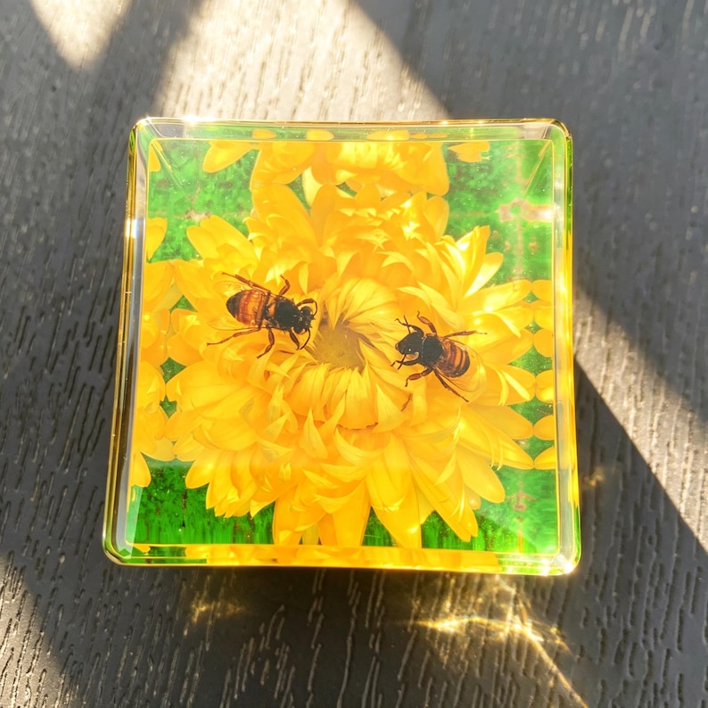 May include: A square, clear resin paperweight containing a preserved, vibrant yellow chrysanthemum flower and two small bees. The bees are positioned on the petals of the flower, which is set against a bright green background within the block.