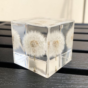 Fermacarte in vera resina di tarassaco | Ornamento da scrivania a forma di cubo trasparente con esemplare di fiore | Decorazione botanica per ufficio e camera da letto | Regalo per amanti della natura