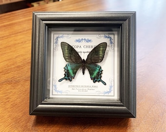 Real Framed Green Swallowtail Butterfly Specimen | Papilio maackii Bug Taxadermy in Shadow Box | Wall Hanging & Desk Decor | Butterfly Gift