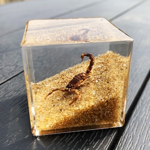 Real Scorpion Taxidermy Paperweight | Golden Desert Insect Specimen in Resin Cube | Bug Desk Decor Ornament | Oddities & Curiosities Gift