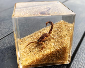 Real Scorpion Taxidermy Paperweight | Golden Desert Insect Specimen in Resin Cube | Bug Desk Decor Ornament | Oddities & Curiosities Gift