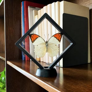 Orange Tip White Butterfly Taxidermy in Clear Floating Frame with Base | Butterfly Specimen Whimsical Dark Academia Decor | Butterfly Gift
