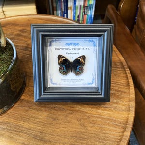 Real Framed Butterfly Specimen | Blue Junonia Butterfly Taxidermy in Wooden Shadow Box | Wall Hanging & Desk Decor | Butterfly Gift