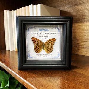 Puede incluir: Un espécimen de mariposa enmarcado, Dozocopa Cherubina, con alas estampadas en naranja y negro, exhibido sobre un fondo blanco. El marco negro se encuentra sobre una superficie de madera, con texto en la parte superior e inferior de la imagen.