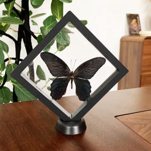 Peut inclure: Un spécimen de papillon noir aux bords d'ailes teintés de bleu irisé est exposé dans un cadre flottant carré noir. Le cadre est monté sur une base circulaire noire, positionnant le papillon en orientation losange pour une vue claire.