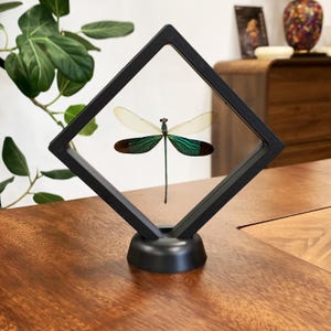 May include: A preserved dragonfly specimen with iridescent green and dark brown wings displayed inside a diamond-shaped black floating frame. The frame is mounted on a circular black base, holding the insect suspended between two clear membranes.