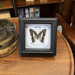 Puede incluir: Un espécimen enmarcado de mariposa Papilio agathon con alas a rayas negras y blancas. El marco cuadrado negro contiene un fondo blanco con bordes decorativos azules y el texto impreso "OCOPA CHERUB" y "DISTRIBUTED IN NEOTROPICAL WORLD".