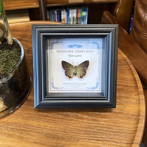 Real Butterfly Taxidermy In Shadow Box｜Framed Green Skipper Butterfly Specimen｜Wall Hanging & Desk Decor | Butterfly Gift For Nature Lovers