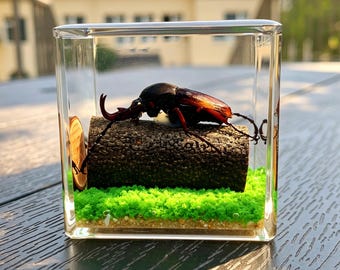 Fermacarte in resina a forma di coleottero imbalsamato | Esemplare di insetto in resina | Decorazione da scrivania | Regalo curioso e originale