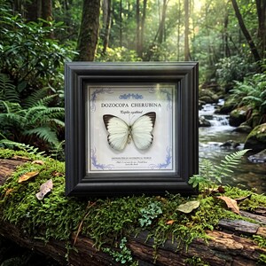 Puede incluir: Un marco negro cuadrado que contiene una mariposa blanca preservada con puntas de alas oscuras. La pantalla presenta el texto DOZOCOPA CHERUBINA, el nombre científico y la frase DISTRIBUTED IN NEOTROPICAL WORLD sobre un fondo blanco.