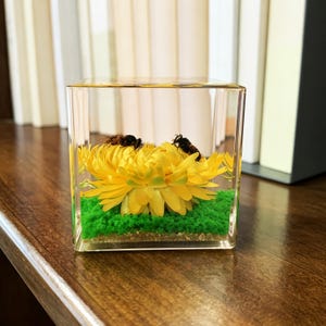 May include: A clear acrylic cube containing a bright yellow flower, two dark insects resting on the petals, and a base layer of vibrant green moss and light brown sand. The transparent box provides a view of the preserved botanical arrangement.