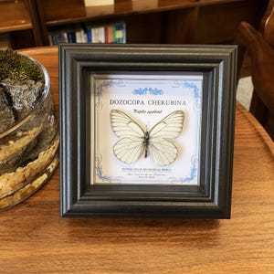 Puede incluir: Una exhibición enmarcada con un espécimen de mariposa blanca, etiquetada como "DOZOCOPA CHERUBINA" con el nombre científico "Papilio agathina". La mariposa está centrada sobre un fondo azul y blanco, dentro de un marco cuadrado negro. El marco está sobre una superficie de madera.