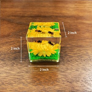 Real Honeybee Taxidermy Paperweight | Bee Flower Specimen in Resin Cube | Bug Resin Ornament Decor | Oddities & Curiosities Gift image 6