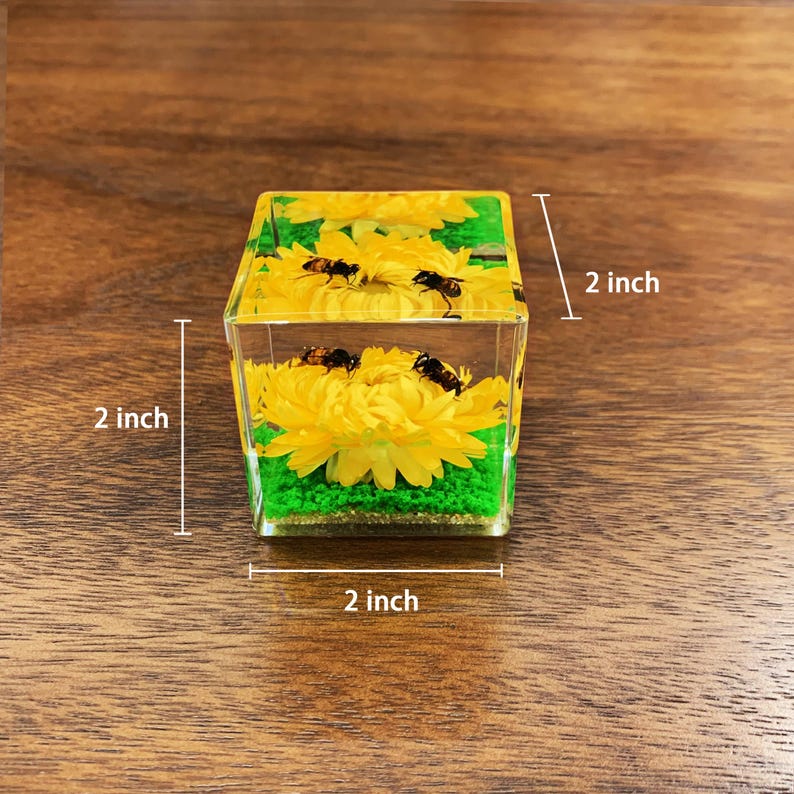 Real Honeybee Taxidermy Paperweight | Bee Flower Specimen in Resin Cube | Bug Resin Ornament Decor | Oddities & Curiosities Gift image 6