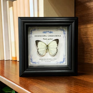Puede incluir: Un espécimen enmarcado de mariposa Dozocopa cherubina con alas blancas y bordes de color marrón oscuro. La mariposa está montada sobre un fondo blanco con bordes decorativos azules y el texto Dozocopa cherubina, Rapilo agathina y Distributed in Neotropical World.