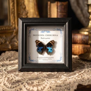 Puede incluir: Un espécimen de mariposa enmarcado, con un marco negro y una exhibición detallada de una mariposa azul y marrón. El espécimen está etiquetado como "DOZOCOPA CHERUBINA" con texto adicional, sobre un fondo blanco con un borde azul decorativo.