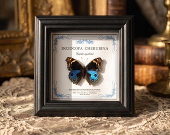 Echt ingelijst vlinderexemplaar | Blauwe Junonia vlinder, opgezette in een houten vitrine | Wanddecoratie & bureaudecoratie | Vlindercadeau