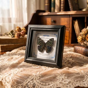 Puede incluir: Un espécimen de mariposa enmarcado con un marco negro. La mariposa tiene un patrón oscuro con puntos blancos y está etiquetada como "Zocopa Cherub". El marco se exhibe sobre un mantel de encaje, con libros y flores secas en el fondo.