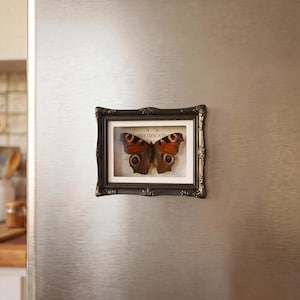 Puede incluir: Un marco rectangular de color marrón oscuro ornamentado que contiene un espécimen de mariposa pavo real preservado con patrones de manchas oculares en naranja, negro y azul. El fondo blanco dentro del marco presenta el texto impreso CERTIFICATE en letras mayúsculas negras.