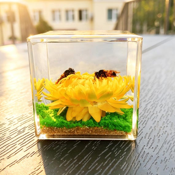 Real Honeybee Taxidermy Paperweight | Bee Flower Specimen in Resin Cube | Bug Resin Ornament Decor | Oddities & Curiosities Gift