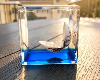 Real Seashell Pearl Paperweight | Preserved Shell & Ocean in Resin Cube | Marine Resin Ornament Decor | Ocean Lover Gift