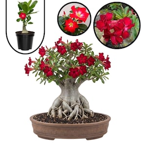 May include: A bonsai desert rose plant with vibrant red flowers. The plant has a thick, textured trunk and exposed roots, set in a brown, oval-shaped pot. Additional images show close-ups of the flowers and a young plant in a black pot.