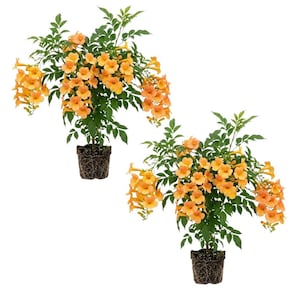 Set 2 Orange Trumpet Plant 5-7", Hardy Trumpet Flower Plant for Outdoor Garden and Landscape Planting, Flowering Vine, No Pot