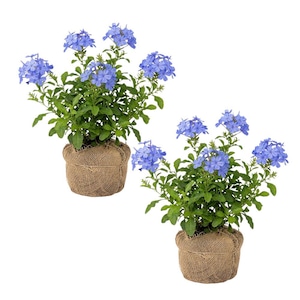 May include: Two potted Plumbago plants with vibrant blue flowers and green foliage. The plants are in burlap-wrapped pots, creating a rustic aesthetic. The flowers are clustered, adding visual interest to the arrangement.