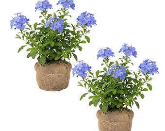 2 Imperial Blue Plumbago Live Plant 4-8 Inches Tall, Blue Plumbago Plants, Perennial Flowers Plants for Your Garden, No Pot