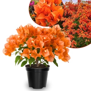 May include: A potted bougainvillea plant with vibrant orange flowers. The plant is in a black plastic pot and has green leaves. Two additional images show close-ups of the flowers and the plant in a garden setting.