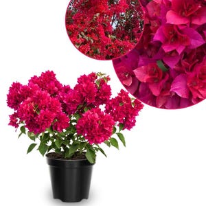 May include: A potted bougainvillea plant with vibrant magenta flowers. The plant is in a black plastic pot and has green leaves. Two inset images show close-ups of the flowers and the plant in a natural setting.