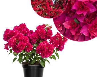 Set 2 Double Red Bougainvillea Live PLant 5 - 7 Inch Tall, Deep Red Bougainvillea Climbing Plants for Planting Outdoor Indoor, No Pot