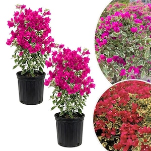 Set 2 Red to Pink Bougainvillea Live PLant 5 - 7 Inch Tall, Raspberry Pink Bougainvillea Climbing Plants for Planting Outdoor Indoor, No Pot