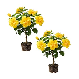 May include: Two potted hibiscus plants with vibrant yellow double flowers. The plants have green leaves and are set against a white background. The roots are visible, and the plants are ready for transplanting.
