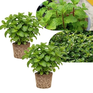 May include: Three images of fresh mint plants. Two plants are potted in a soil and root base, showcasing the root system. The mint leaves are a vibrant green, with a close-up of the leaves in the top right corner.