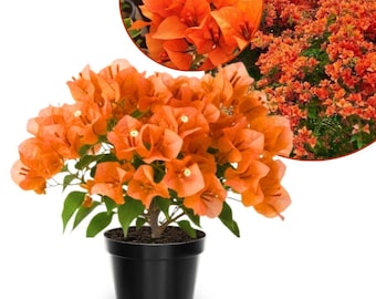 Set 2 Orange Bougainvillea Live PLant 5 - 7 Inch Tall, Orange Bougainvillea Climbing Plants for Planting, Ornamental Flowering Tree