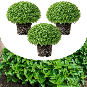 May include: Three potted basil plants with vibrant green leaves. The plants are round and bushy, with visible roots. The pots are dark, and the background is white. A close-up of basil leaves is in the lower left corner.