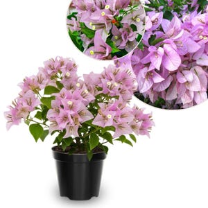 Set 2 Light Pink Bougainvillea Live PLant 5 - 7 Inch Tall, Light Pink Bougainvillea Climbing Plants for Planting Outdoor Indoor, No Pot