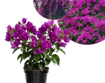 Set 2 Dark Purple Bougainvillea Live PLant 5 - 7 Inch Tall, Dark Purple Bougainvillea Climbing Plants for Planting Outdoor Indoor, No Pot