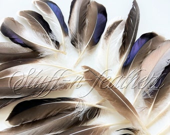 Mallard duck feathers mixed, brown variety of natural duck feathers, loose feathers for millinery, crafts, real feather 4-8” long /F138-6