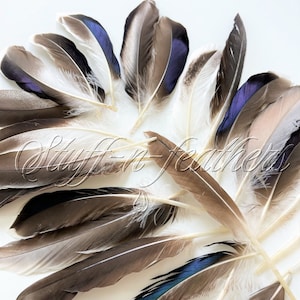 Mallard duck feathers mixed, brown variety of natural duck feathers, loose feathers for millinery, crafts, real feather 4-8” long /F138-6