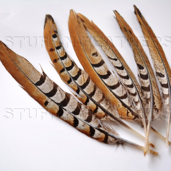 Reeves Venery pheasant tail real feathers natural brown, loose feathers millinery, crafts, Thanksgiving table decoration, 7.5-10 in / F133-7