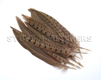 Ringneck pheasant tail feathers, natural feather real feather speckled brown loose for millinery, crafts decor 4-6 / 6-8 in long,12 pcs/F151
