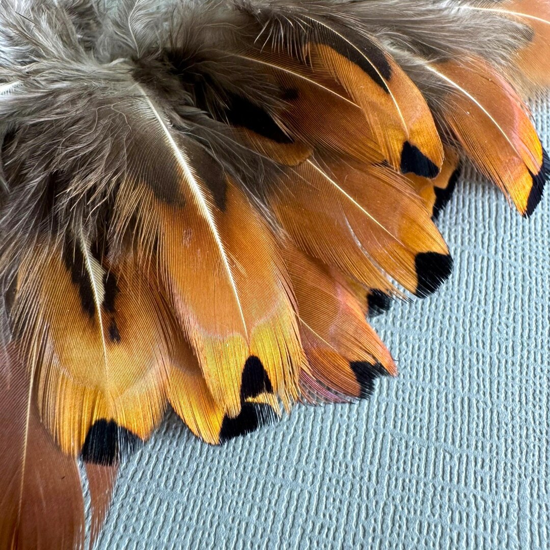 Small Ringneck Pheasant Feathers, Real Feathers Natural Golden Brown