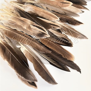 Wholesale / bulk feathers - Duck Pointers wing feathers natural brown gray loose feathers for crafts millinery, 5-8” long / FB222-5