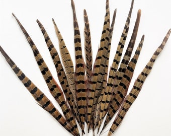 Ringneck pheasant tails, tail feathers cut, long natural brown loose real feathers for millinery, crafts / 8-12 in long, 12 pcs /F151-8C