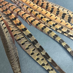 Ringneck pheasant tails, tail feathers cut, long natural brown loose real feathers for millinery, crafts / 8-12 in long, 12 pcs /F151-8C image 7