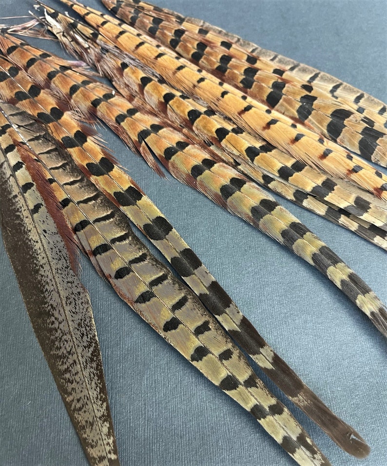 Ringneck pheasant tails, tail feathers cut, long natural brown loose real feathers for millinery, crafts / 8-12 in long, 12 pcs /F151-8C image 7