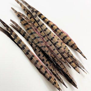 Ringneck pheasant tails, tail feathers cut, long natural brown loose real feathers for millinery, crafts / 8-12 in long, 12 pcs /F151-8C image 8