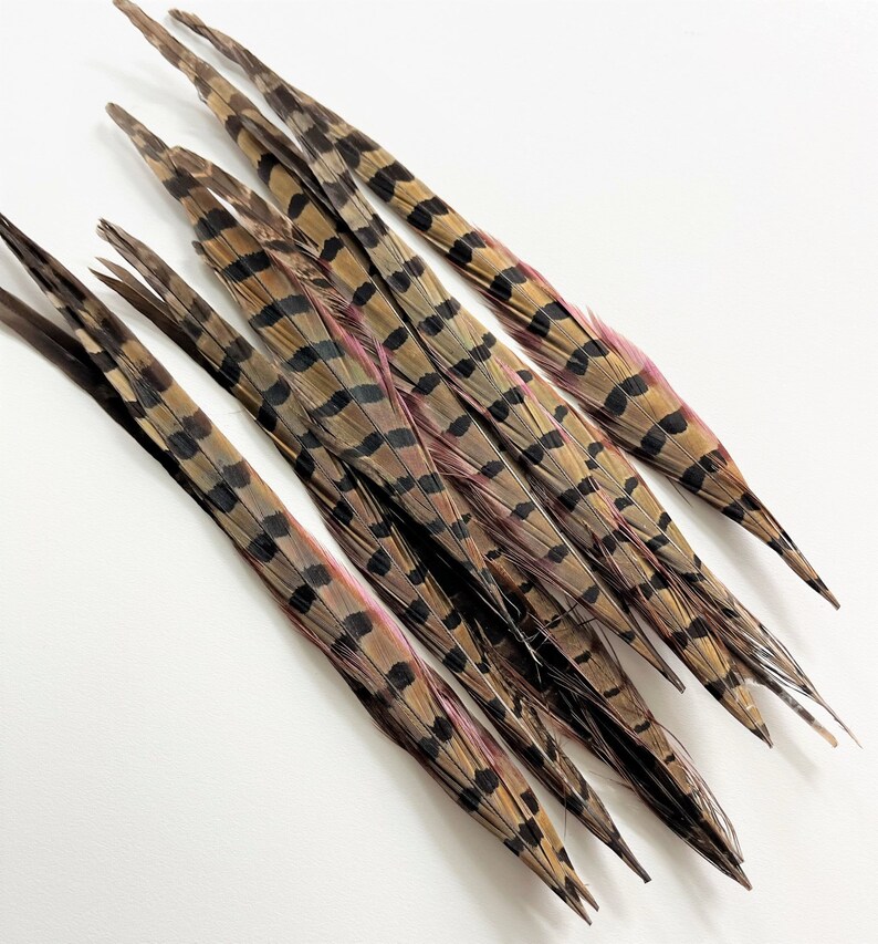 Ringneck pheasant tails, tail feathers cut, long natural brown loose real feathers for millinery, crafts / 8-12 in long, 12 pcs /F151-8C image 8